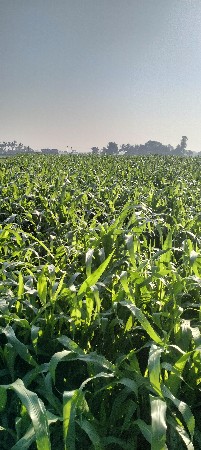 લીલી મકાય વેચવાની છે