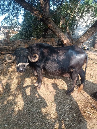 થંબનેલ 2