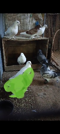 કબૂતર વેચવાના છે