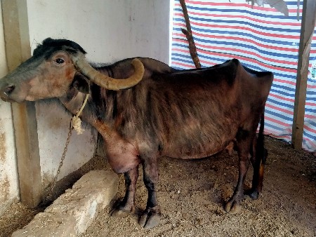 ભેંસ વેચવાની