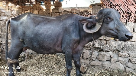 थंबनेल 3