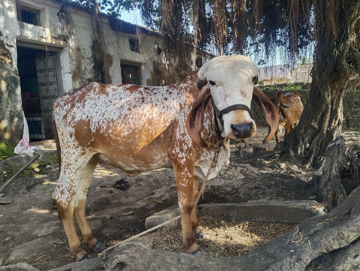 થંબનેલ 2