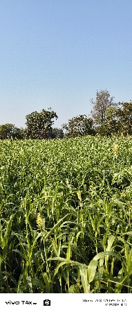 જવાર વેશ વાની છે 160 ફૂટ ત્યારો