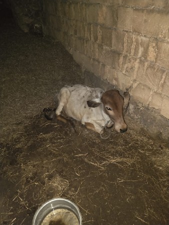 બેસવાની છે બેય બીનું છે