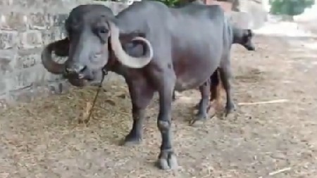 1.30 કીંમત રાખેલ છે