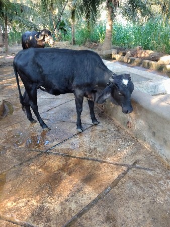 થંબનેલ 2