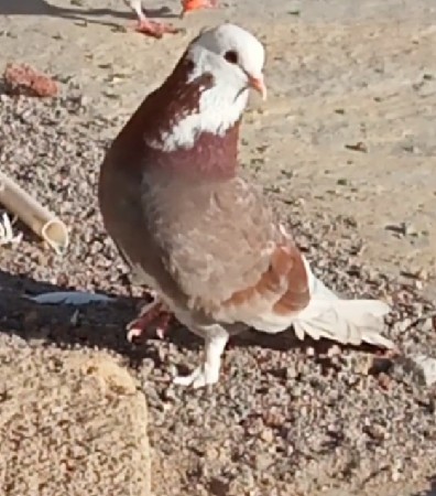 ચિરજી મેલ