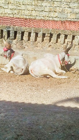 થંબનેલ 2