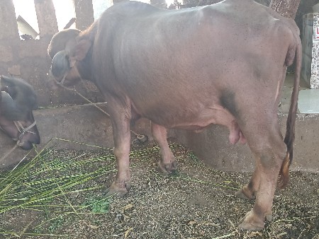 थंबनेल 2