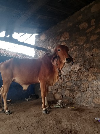 थंबनेल 2