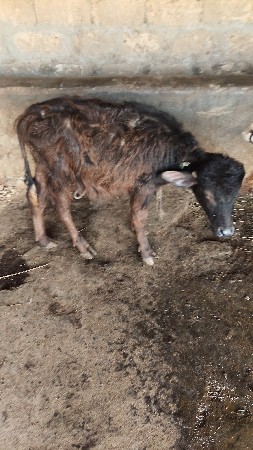 थंबनेल 3