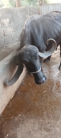 ભેંશ વેદવાણી છે