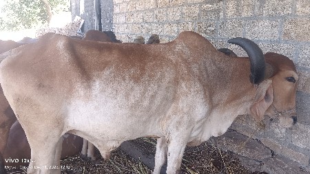 થંબનેલ 2