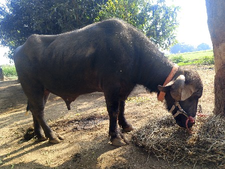 પાડો વેચવા નો છે