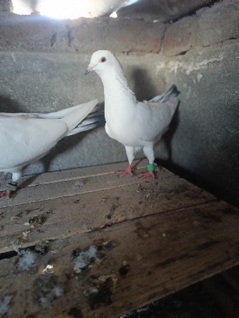 થંબનેલ 3