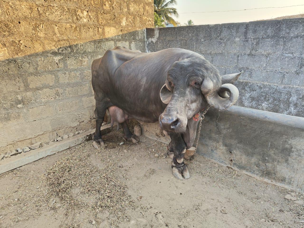 थंबनेल 4