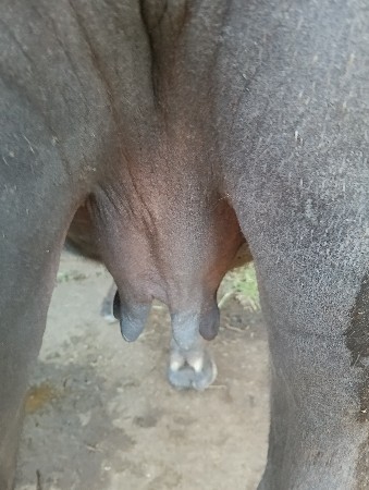 અખંડ ખળેલી