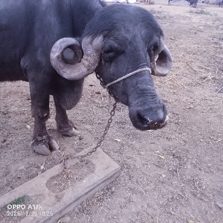 ભેંસ વેચવાની છે