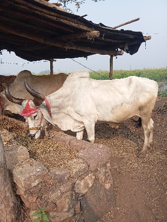 આની જોડ કરવાની છે