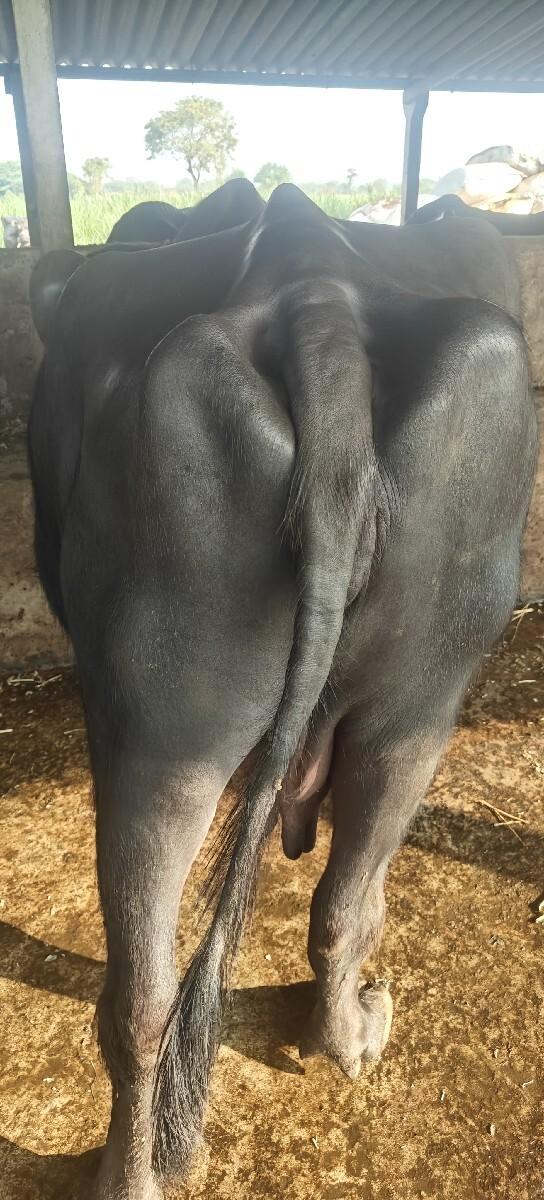 તીજા વેતર નિ ખડેલી છે