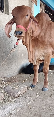 થંબનેલ 3