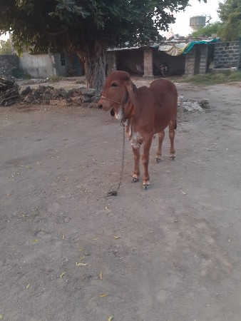 थंबनेल 3