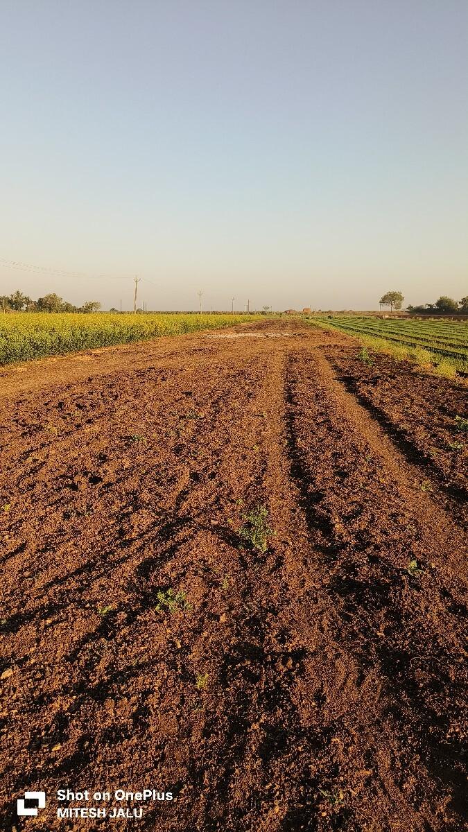 2.5વિઘા જમીન......