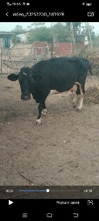 એચએફ જર્સી