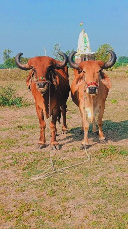 મારવા બેસવાની ટોટલ જવાબદારી