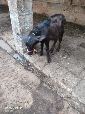 પાડો વેશવાનો સે