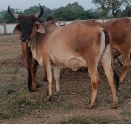 थंबनेल 3