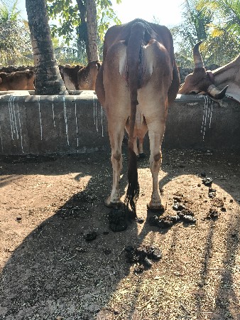 ગાય વૅશવાની છૅ