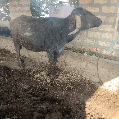 थंबनेल 1