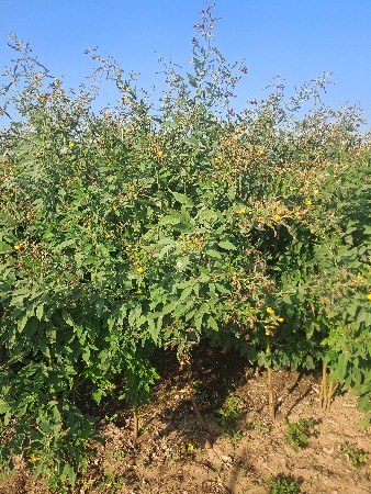 પાણી વાળવા મજુર ની જરૂર છે