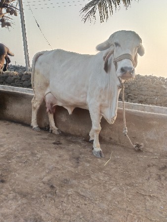 gir gay vesavanise 10 12 Divas