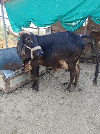 ગીર ક્રોસ ગાય વેચવાની છે