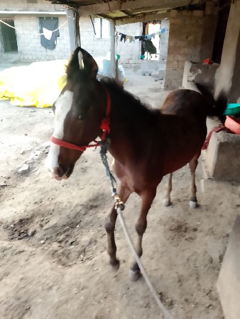 थंबनेल 3