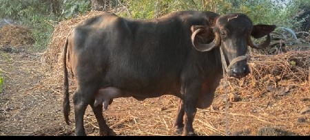 ભેંસ વેચવાની છે