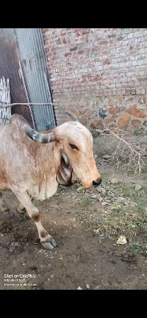 ગાય વેચવાની છે