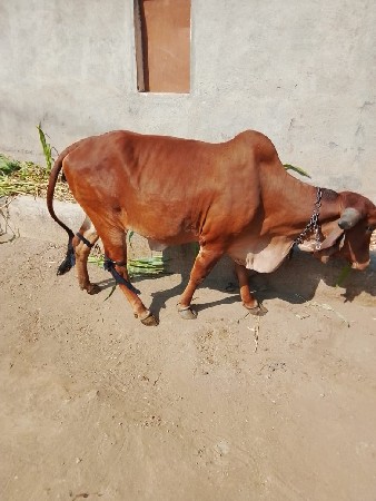 ગીર હોળકિવેસવાનીછે