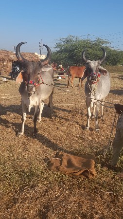 थंबनेल 3