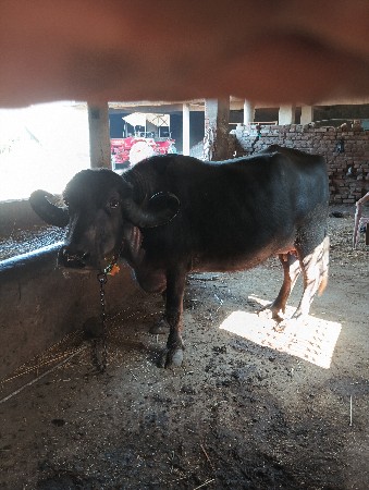 થંબનેલ 2