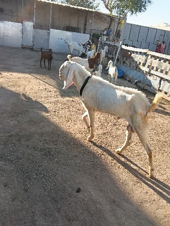 થંબનેલ 3