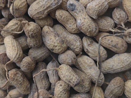 ૨૨ નંબર મગફળી