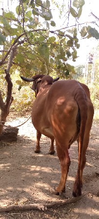 थंबनेल 3