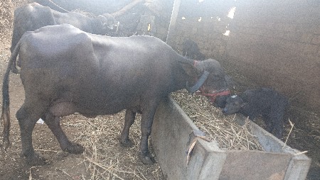 थंबनेल 2