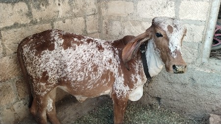 18 mahina ni vachhadi chhe