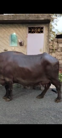 थंबनेल 2