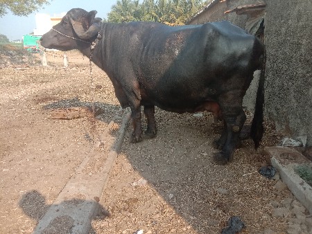 थंबनेल 1