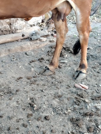 ગાય વેચવાનીછે